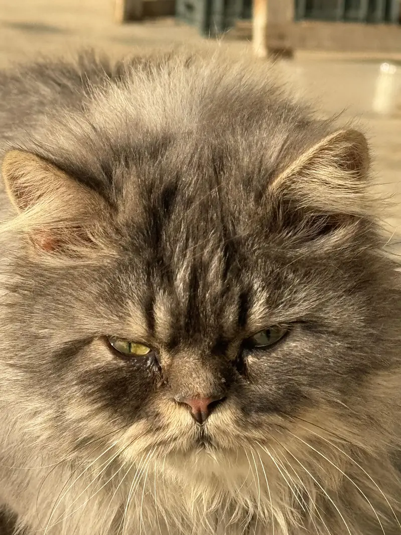4 cats — photo 2