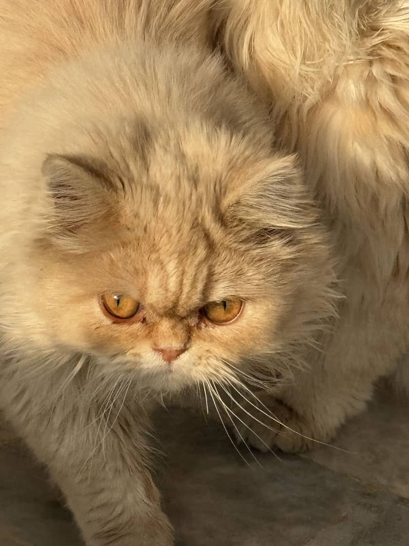 4 cats 2