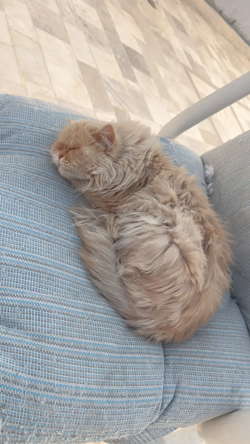 4 cats — photo 5