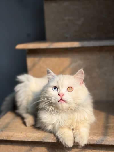 Persian cat for sale