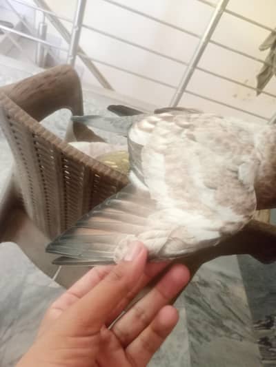 Fancy pejion for sale