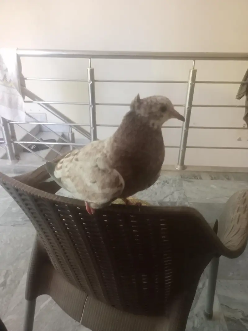 1 Fancy pejion/batir pair available for sale — photo 4