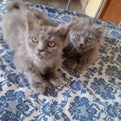 British shorthair kittens