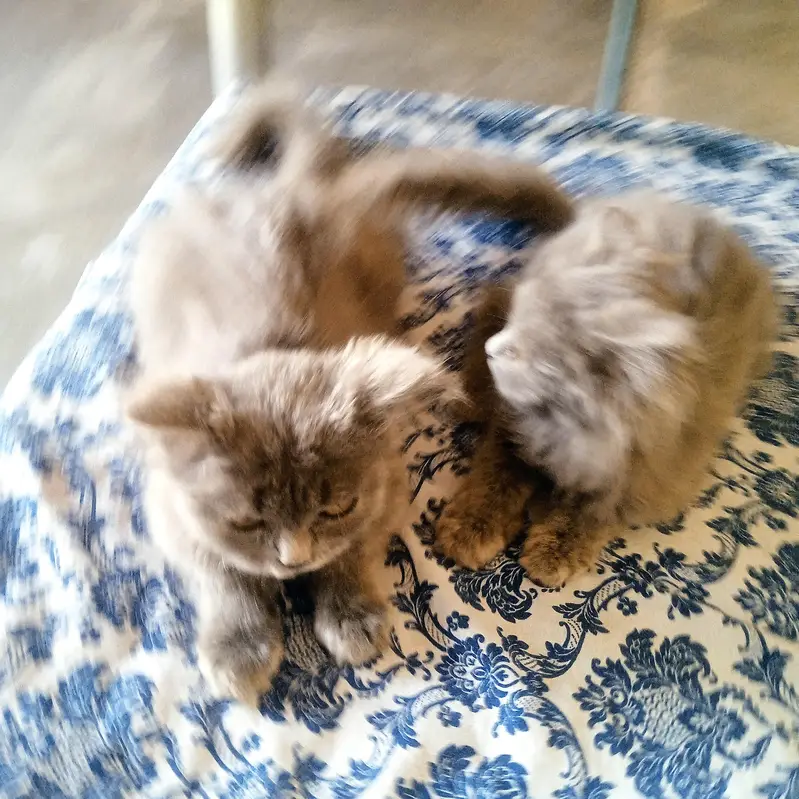 British shorthair kittens — photo 2