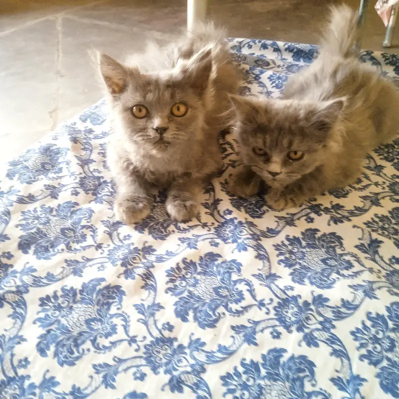 British shorthair kittens — photo 3