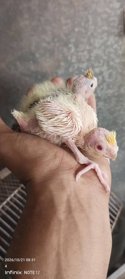 chicks for handtame
