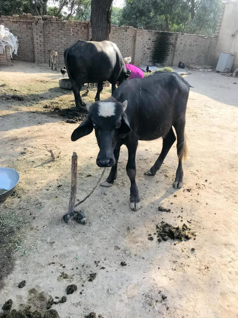 Bhains Aur 1 Saal Ka Katta For Sale — photo 3