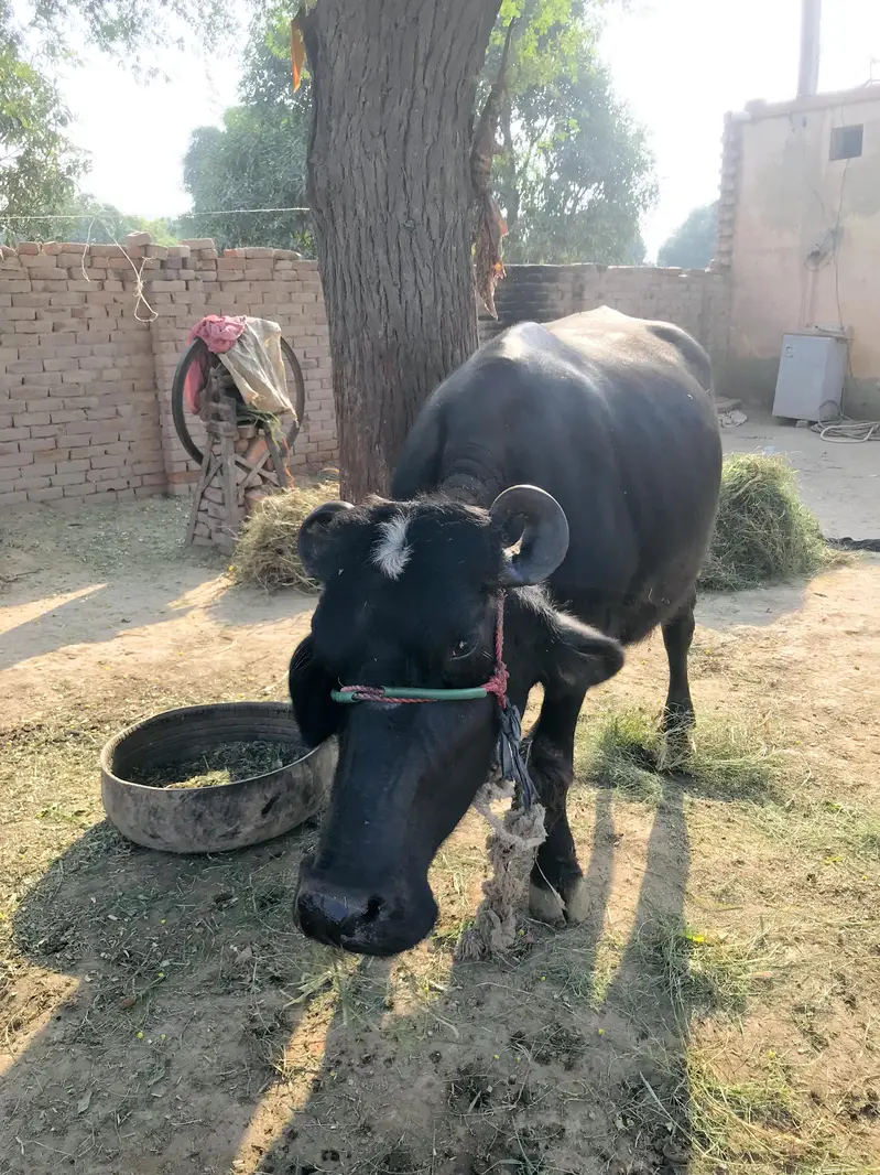 Bhains Aur 1 Saal Ka Katta For Sale — photo 4