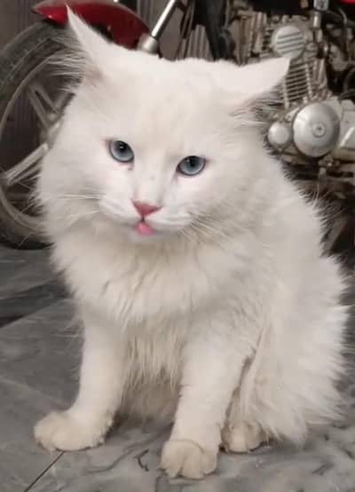 Persian Male cat