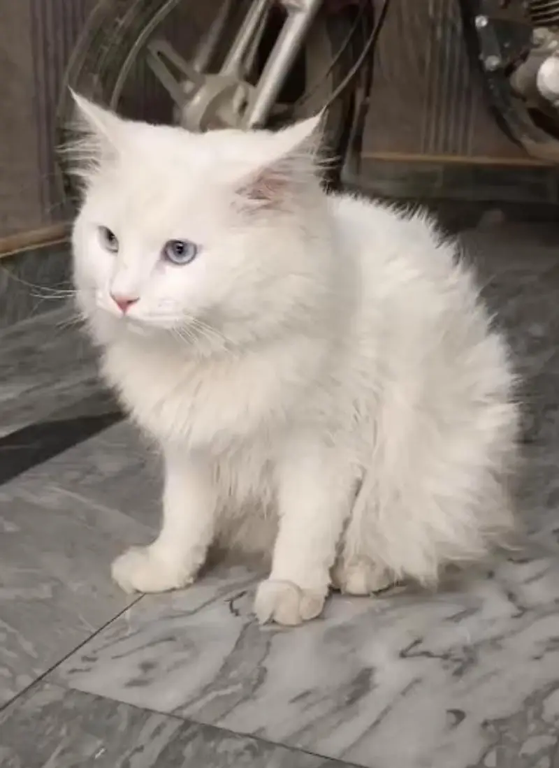 Persian Male cat — photo 2