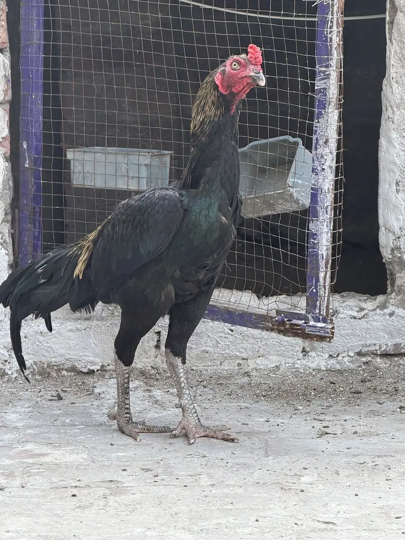 Aseel roaster Aseel murgha for sale — photo 2