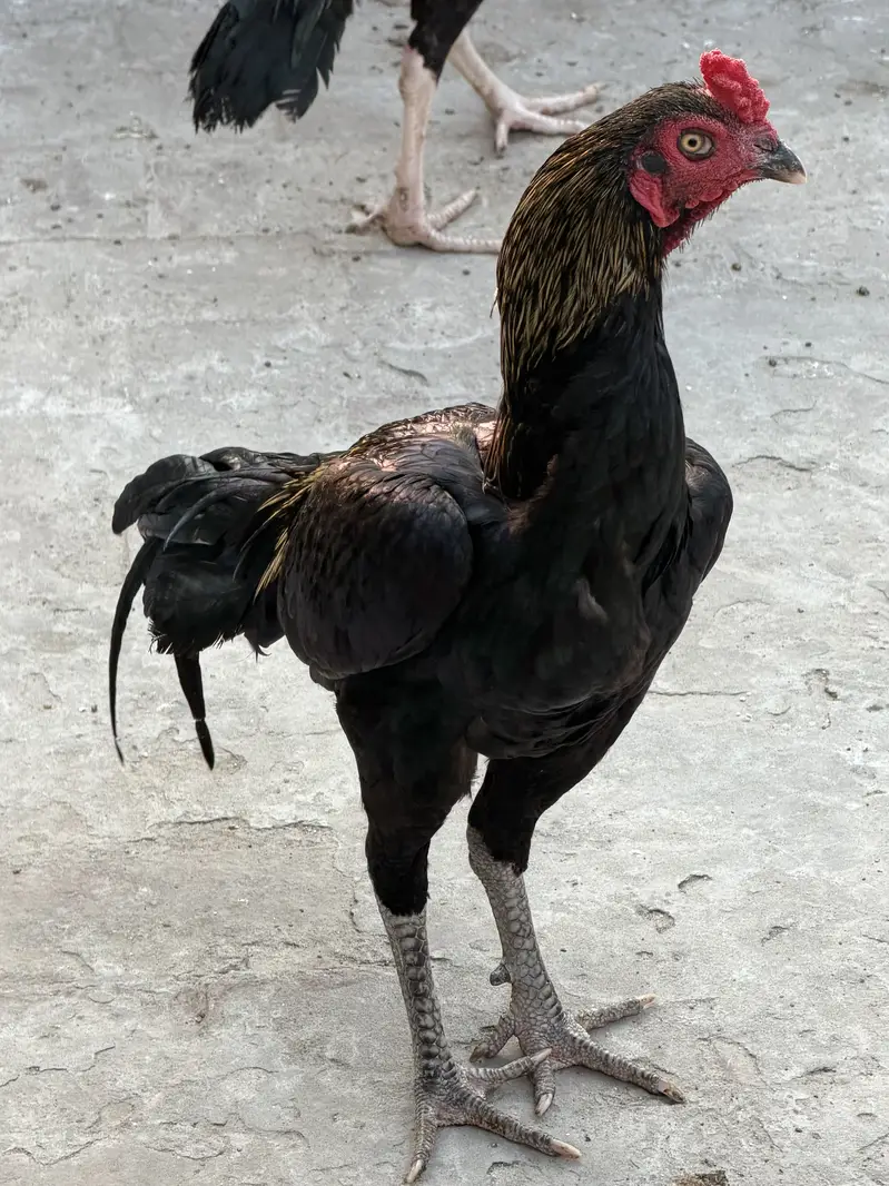 Aseel roaster Aseel murgha for sale — photo 3