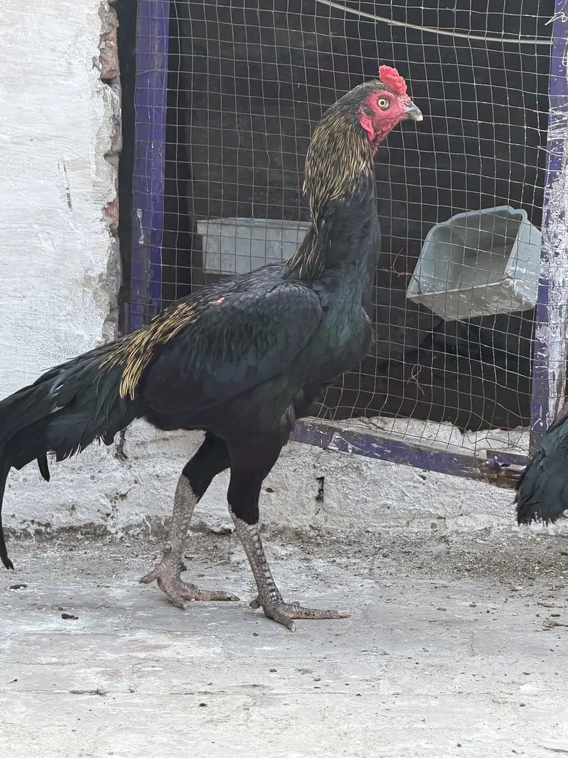 Aseel roaster Aseel murgha for sale — photo 4