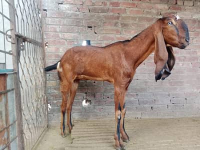 Beetal goat (bakri) 3 Adad for sale