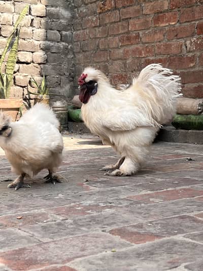 Silkie hens for sale
