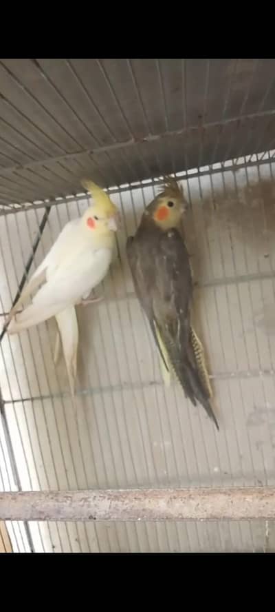 cream to grey cnfm cocktail with proof breeder pair  for sale