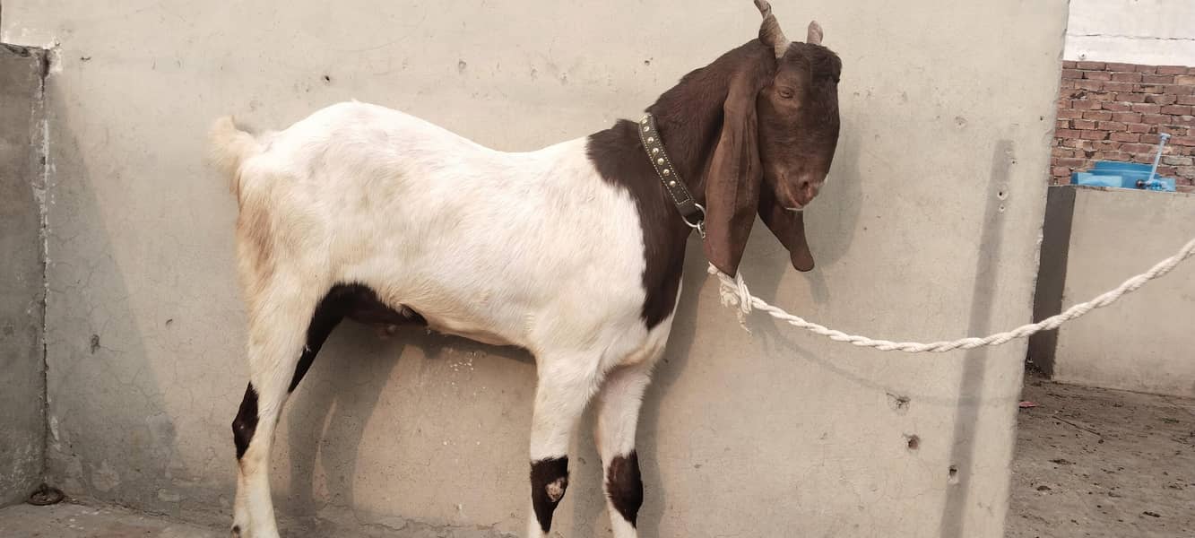 bakra 0