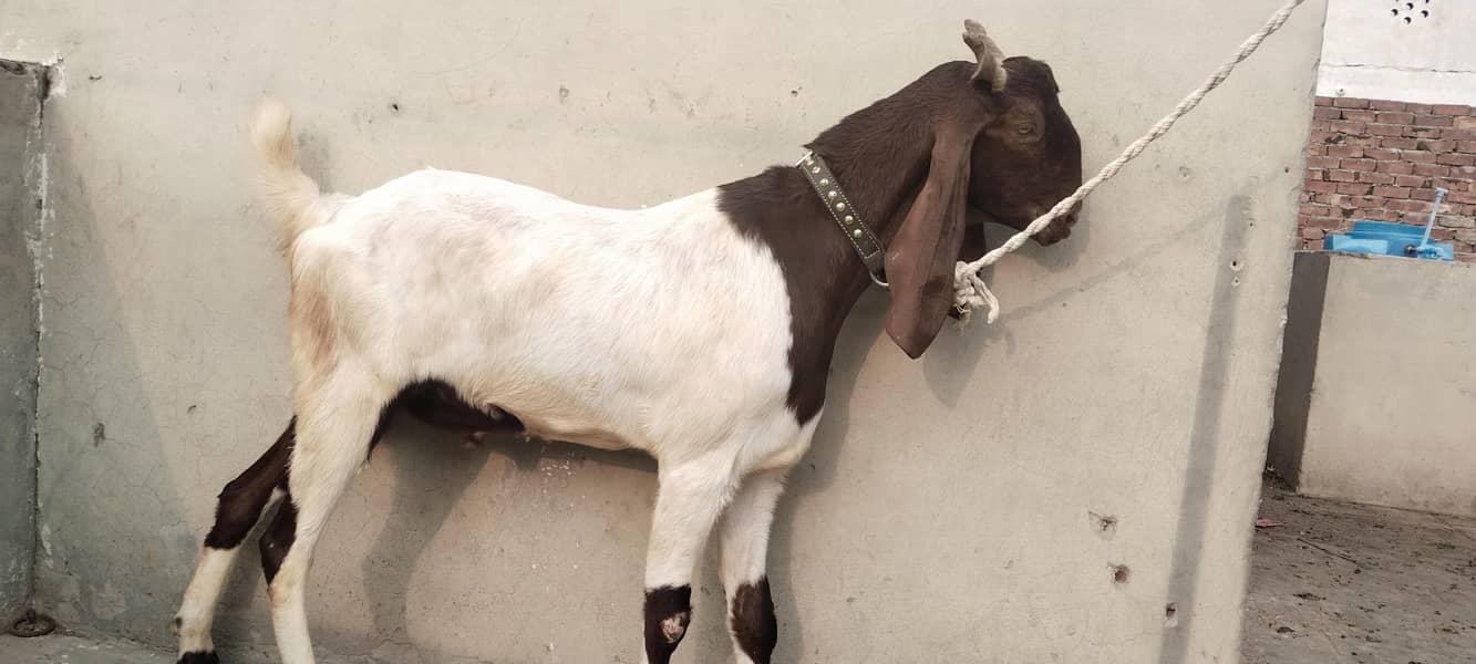 bakra 1