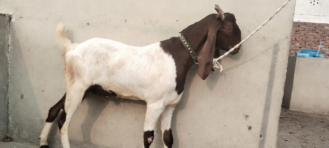 bakra — photo 2