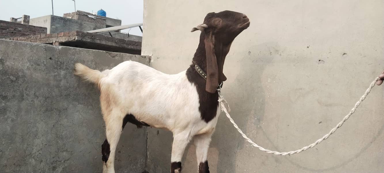 bakra 2