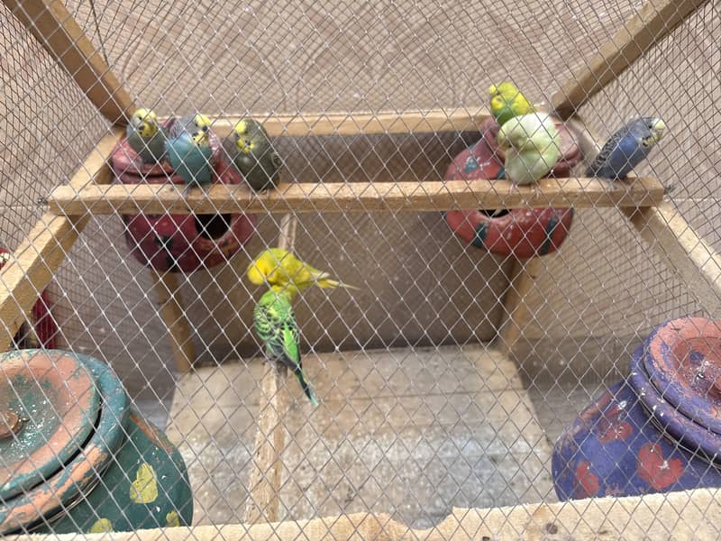 Budgie plus cage 1