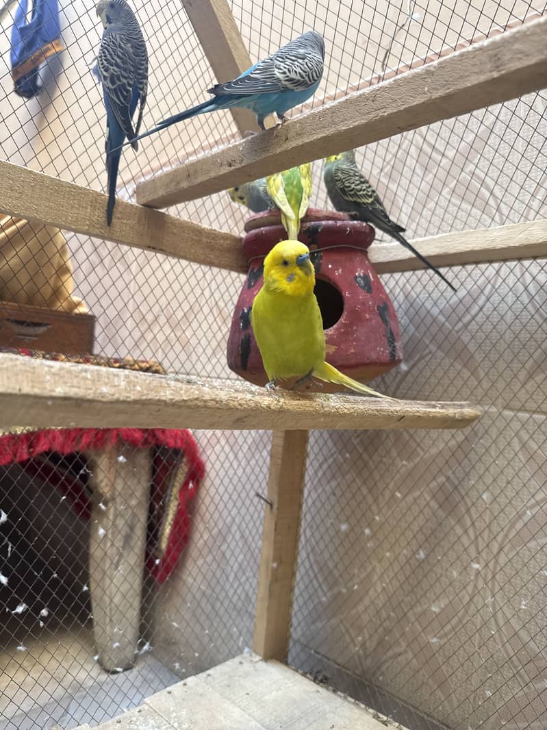 Budgie plus cage 2