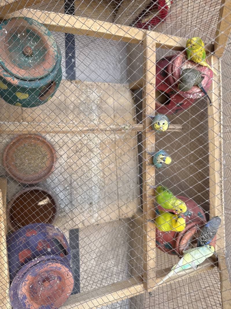 Budgie plus cage 3