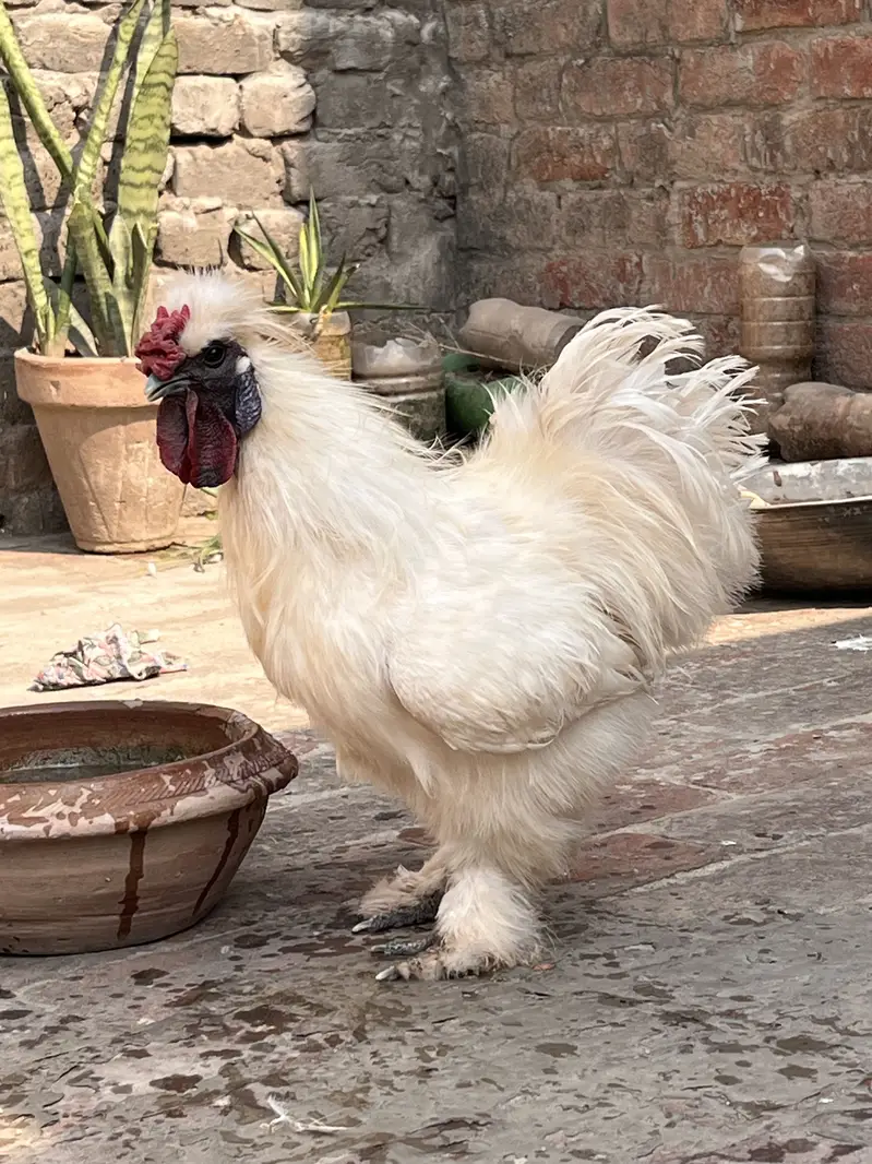 Silkie hens for sale — photo 2