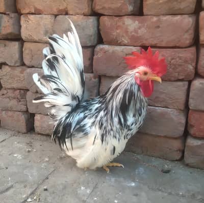 Japanese Bantam male