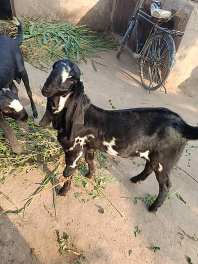 2 goats for sale