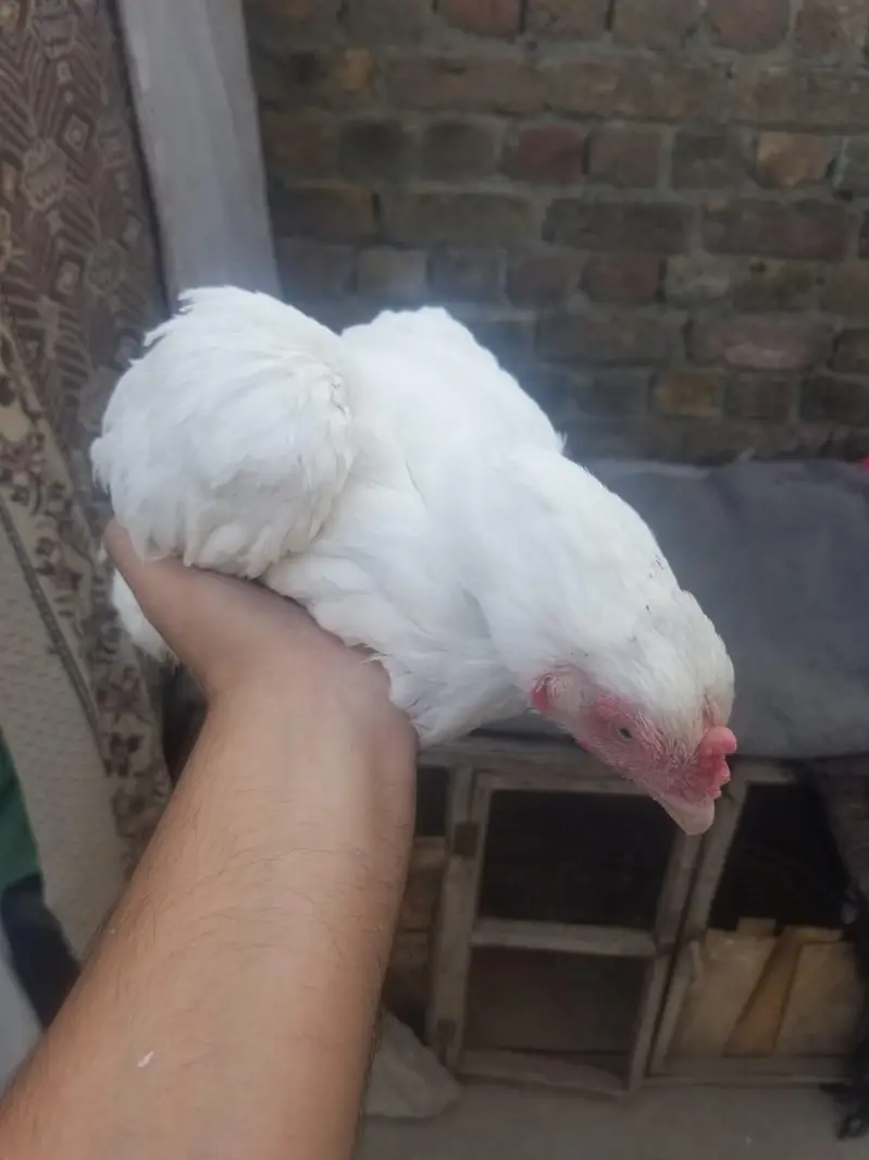aseel hen — photo 4
