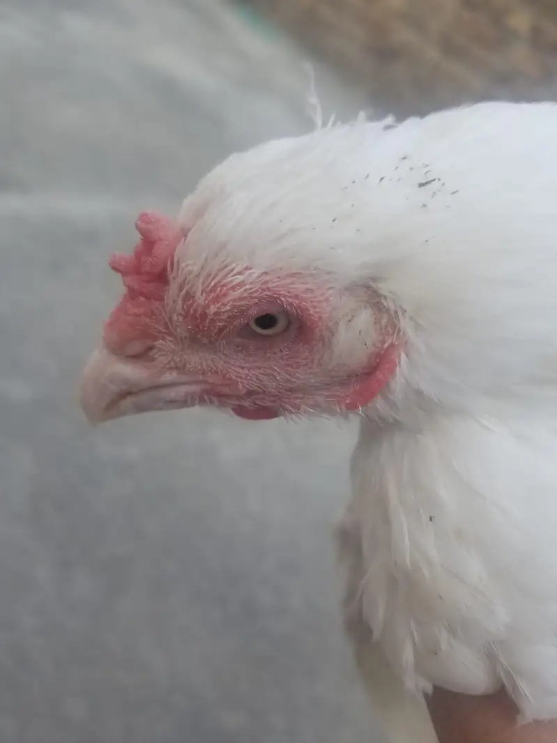 aseel hen — photo 5