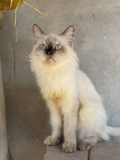Persion cat triple cotted