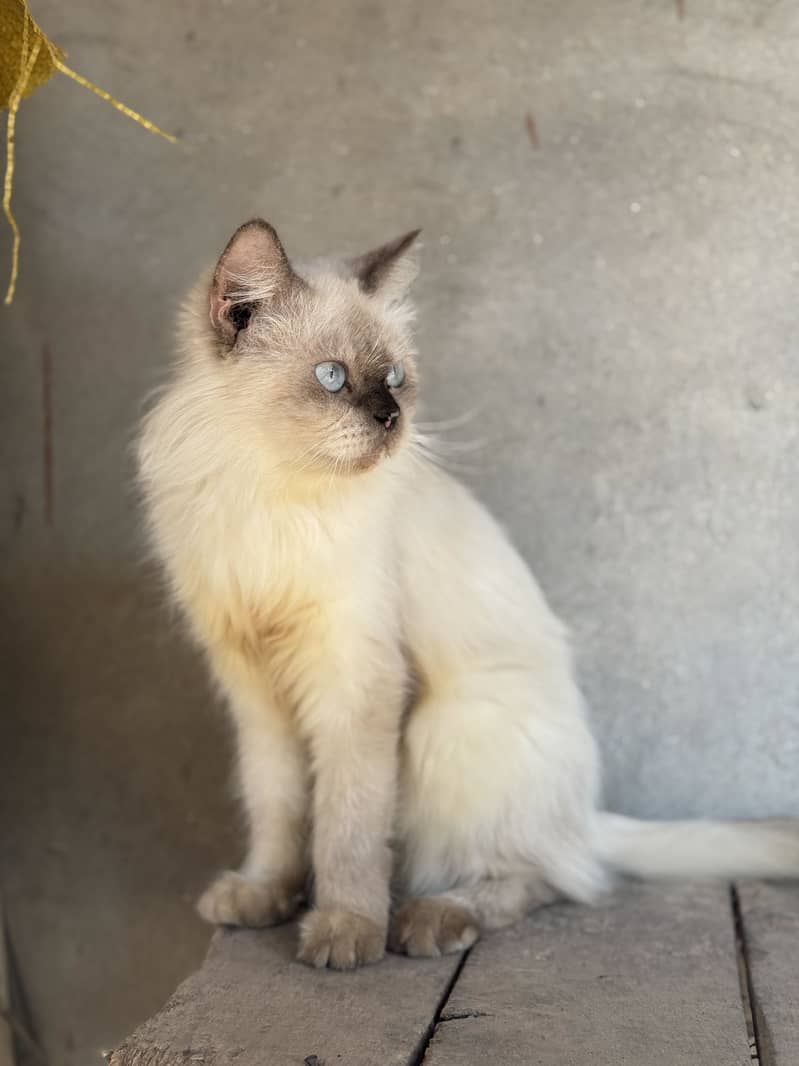 Persion cat triple cotted 1