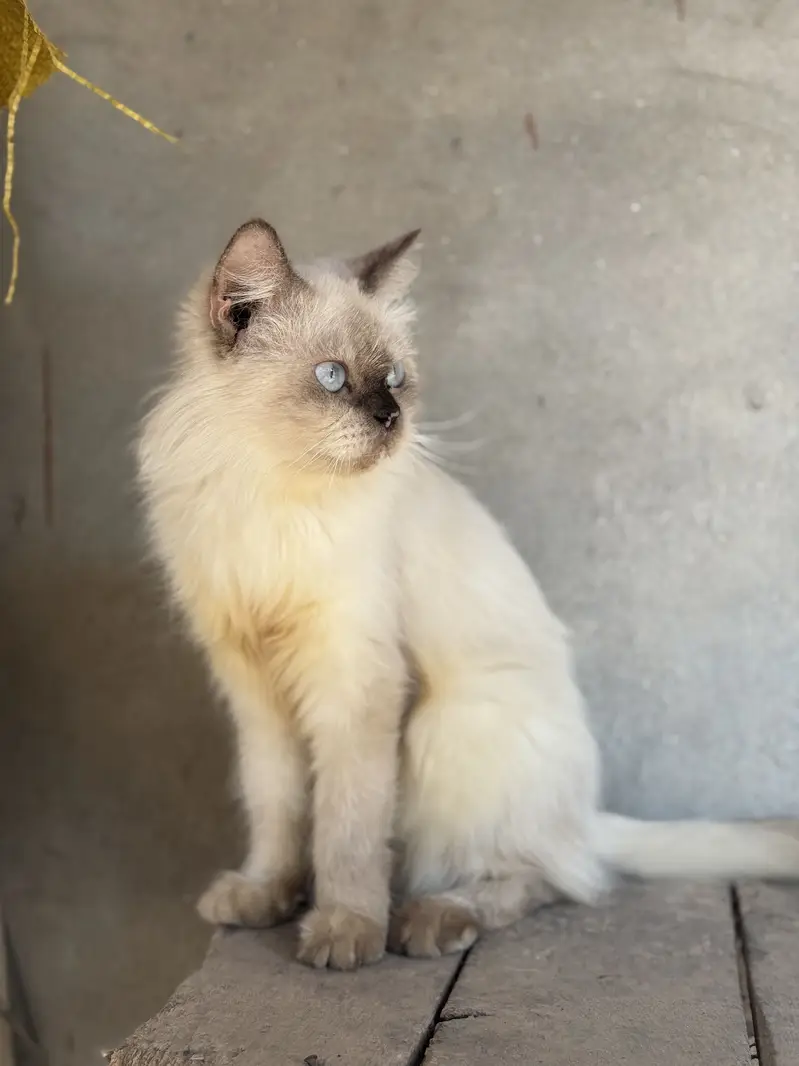 Persion cat triple cotted — photo 2