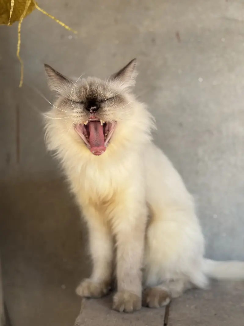 Persion cat triple cotted — photo 4