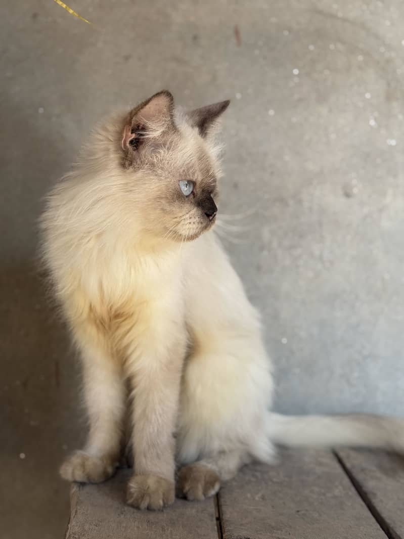 Persion cat triple cotted 4