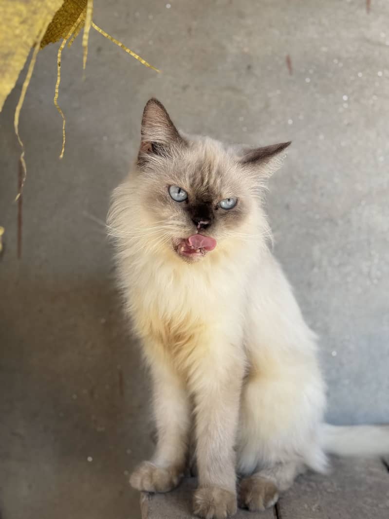 Persion cat triple cotted 5