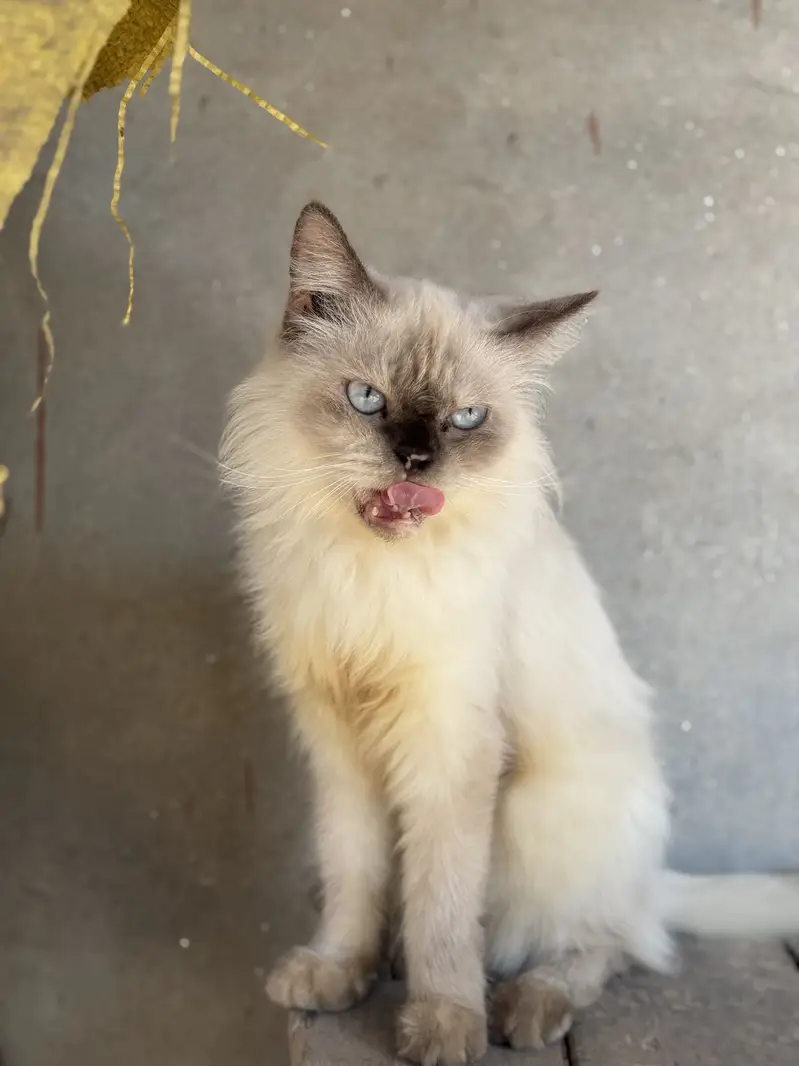 Persion cat triple cotted — photo 6