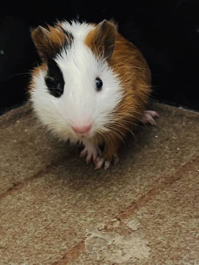 Baby Hamster