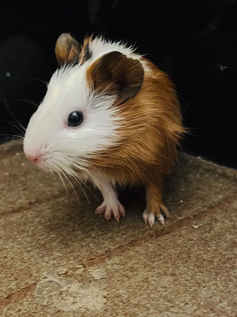 Baby Hamster — photo 2