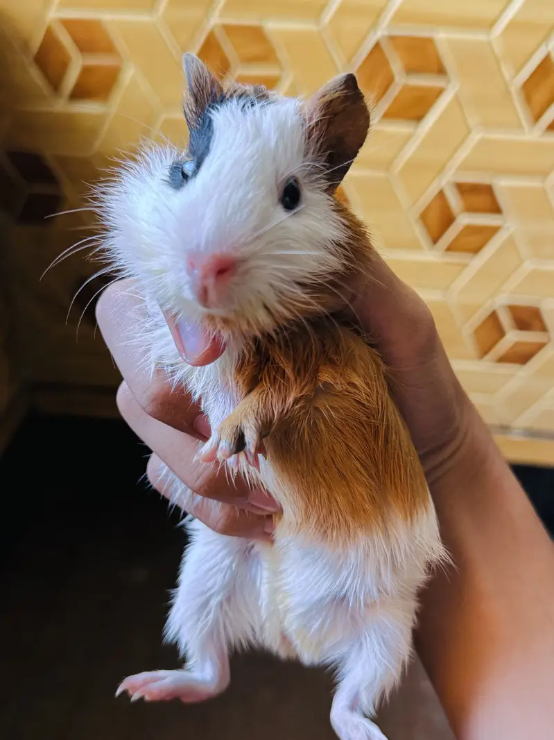Baby Hamster — photo 3