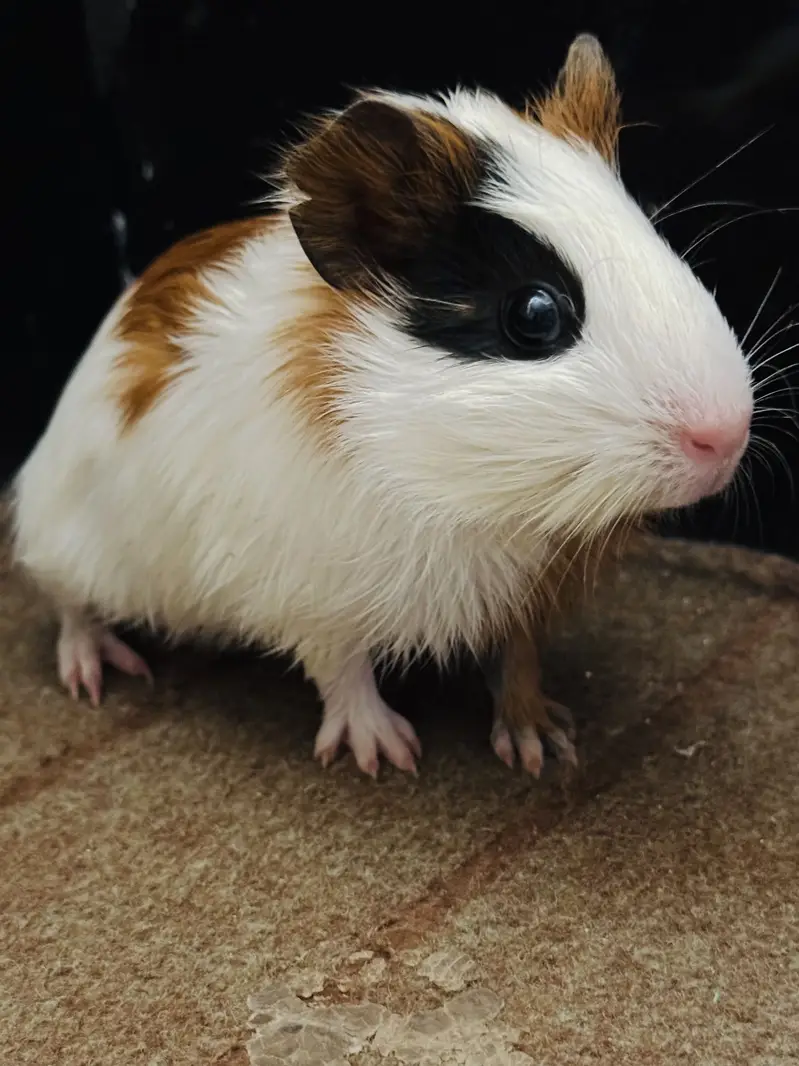 Baby Hamster — photo 4