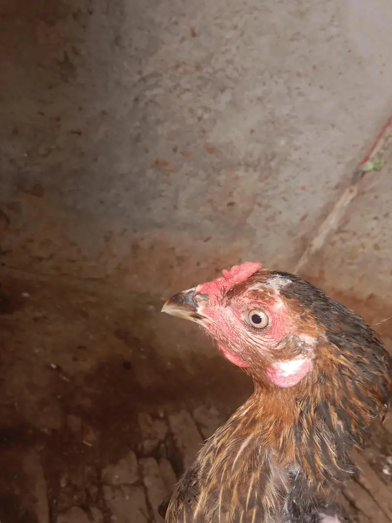 3 Madia Thai croes 3000 — photo 2