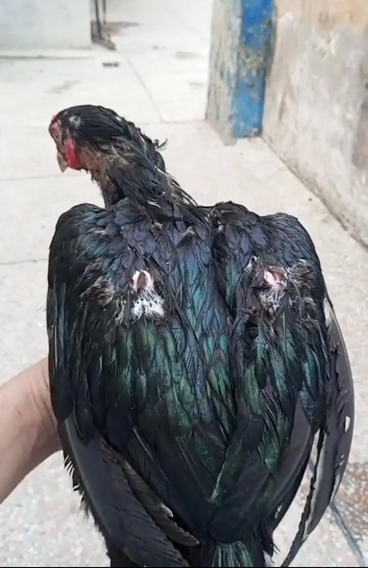 aseel lasani mushka breeder || miawali murgha || lasani patha — photo 3