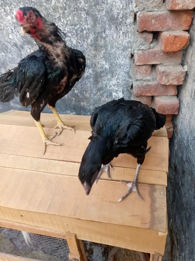 aseel lasani mushka breeder || miawali murgha || lasani patha — photo 5