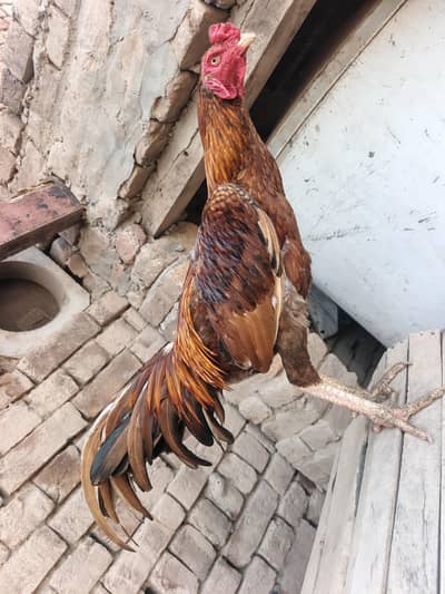 Red Aseel Murgha