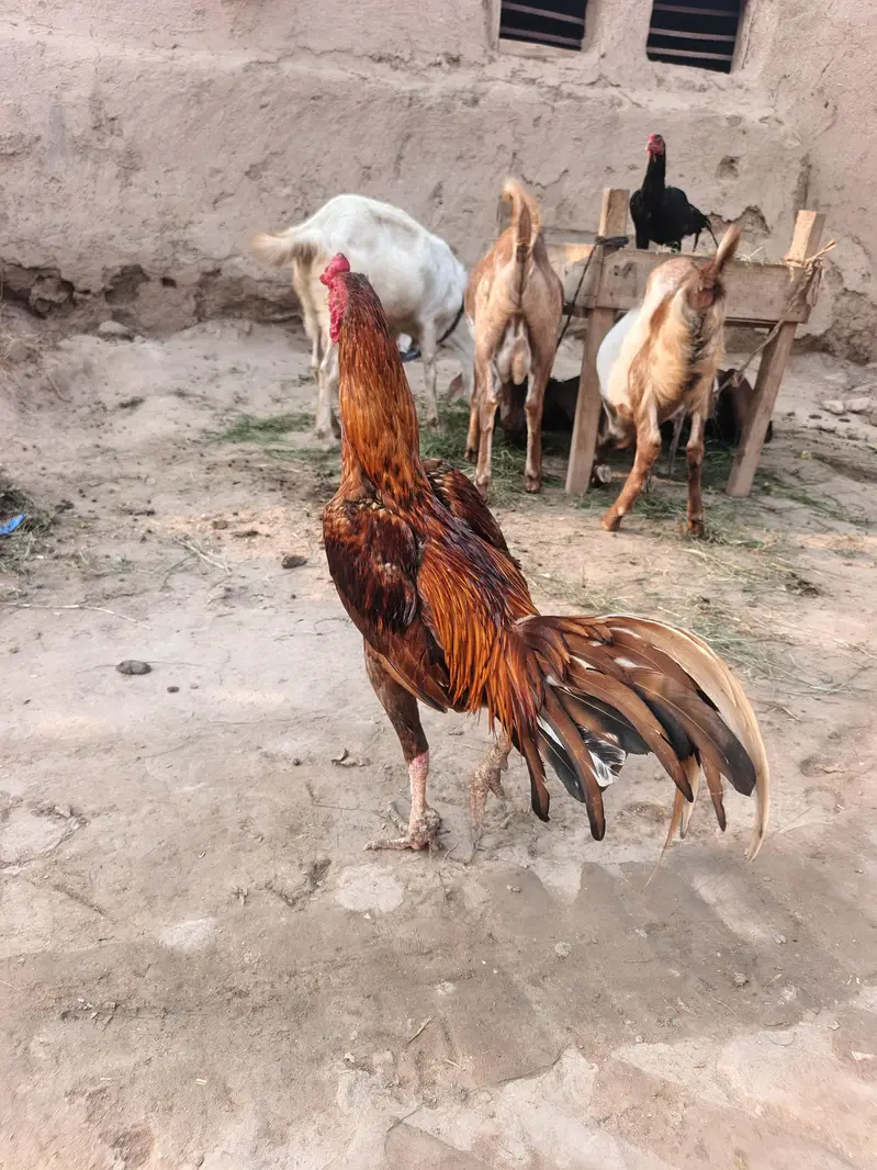 Red Aseel Murgha — photo 2
