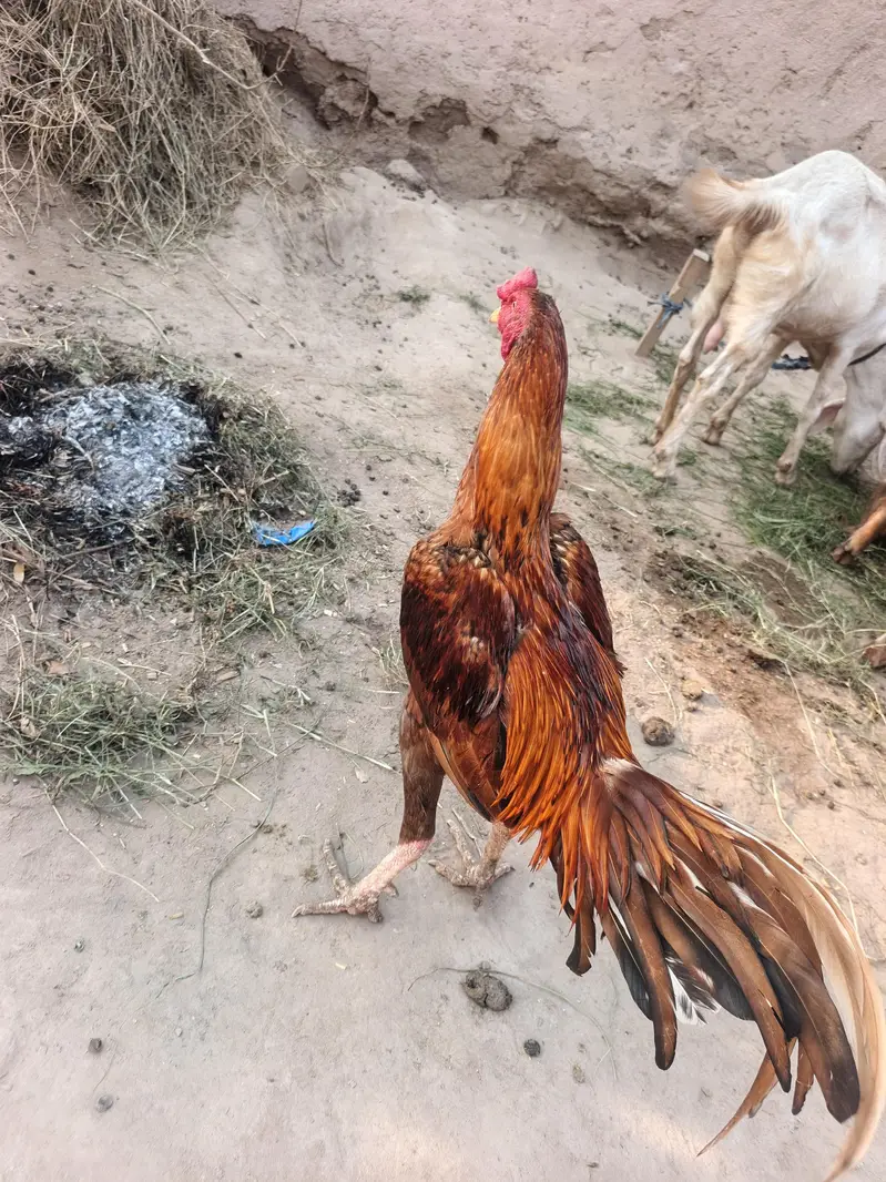 Red Aseel Murgha — photo 3
