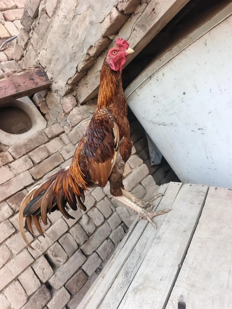 Red Aseel Murgha — photo 4